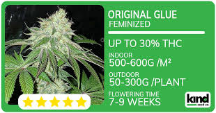 Cannabis Seeds Ohio A Comprehensive Guide to Growing Regulations and Seed Options