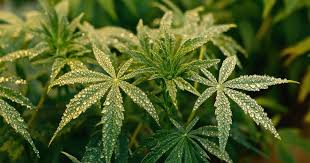 Cannabis Seeds Ohio A Comprehensive Guide to Growing Regulations and Seed Options