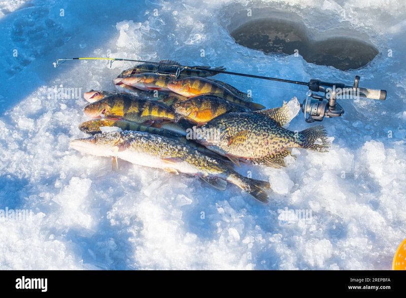 Reel in the Fun with Live Ice Fishing Games in the UK in United Kigdom
